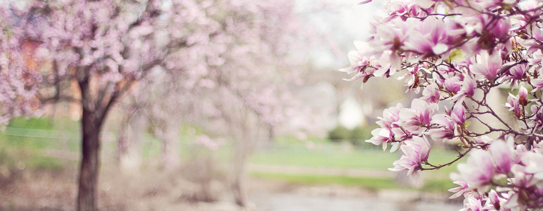 Magnolia Trees 556718 1920